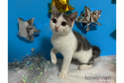 成約済の大阪府のスコティッシュフォールド-68354の1枚目